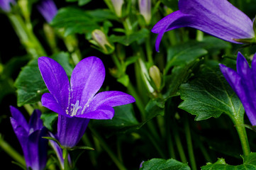 Bellflower (Campanula)