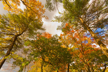 Colorful fall scenery landscapes.