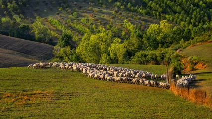 Toscania , Włochy,  wypas owiec