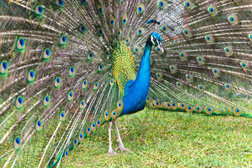 Obraz premium Male Peacock Displaying Attractive Plumage