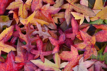 Foto auf Alu-Dibond Mooi gekleurde herfstbladeren © trinetuzun