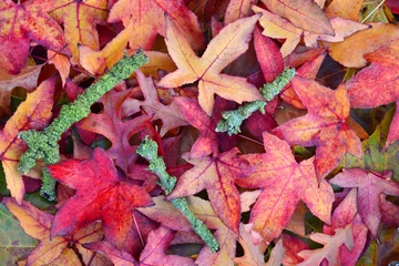 Foto auf Alu-Dibond Mooi gekleurde herfstbladeren © trinetuzun