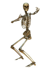 Human Skeleton