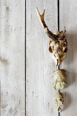 roe skull backgrounds 5