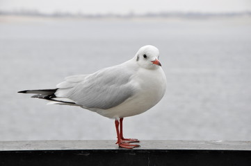 Seagull close-up