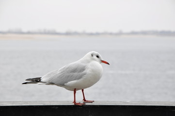 Seagull close-up