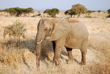 Obraz premium One day of safari in Tanzania - Africa - Elephants
