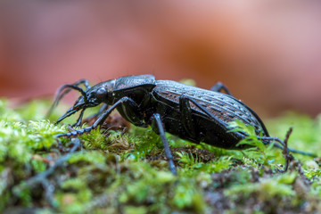 Ground Beetle - Carabus granulatus