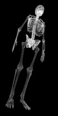 Human body, skeleton