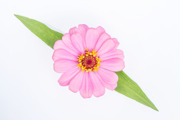 Natural colorful Zinnia,flower in isolate on white.
