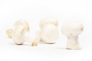 Group of white mushrooms - shallow depth of field