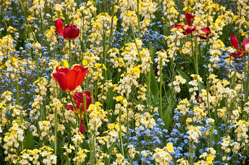 Beautiful Red Tulips on Daffodils at the Garden