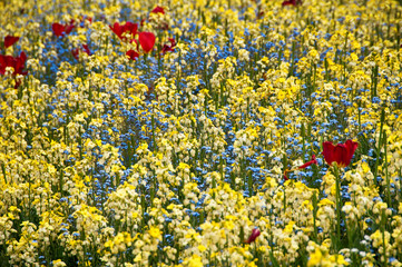 Beautiful Flowers at Buckingham Palace Garden