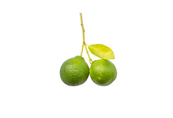 Lime leaves and branches in isolate on white.