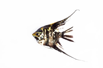 Angel Fish in isolate on white.