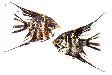 Angel Fish in isolate on white.