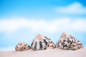 tropical sea  shell on white Florida beach sand under the sun li