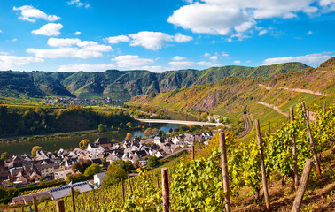 Im spätsommerlichen Weinberg über der Mosel bei Neef