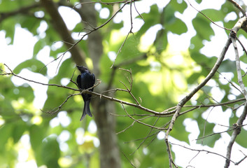 Black Drongo perched on a tree in Jim Corbett