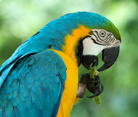 macaw
