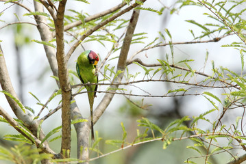 Plum-headed Parakeet