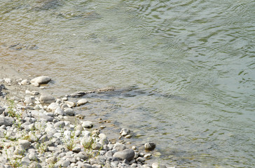 A crocodile resting in Ramganga river