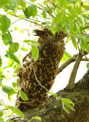 Tawny Fish Owl perched on a tree