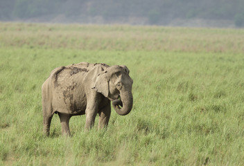 Naklejka na ściany i meble Elephant grazing in the grassland