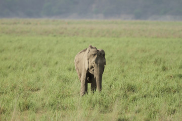 A elephant in the green grassland