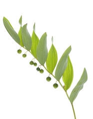 Polygonatum odoratum