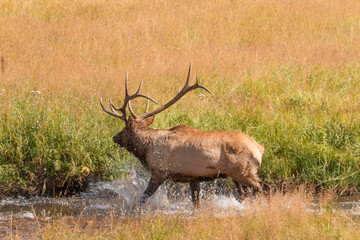 Bull Elk Crossing a Stream in Rut