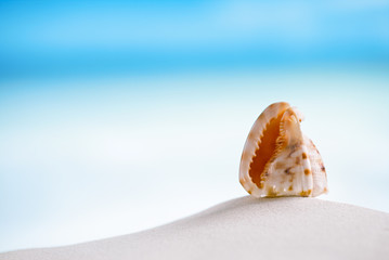 Fototapeta na wymiar tropical sea shell on white Florida beach sand under the sun li