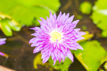 Purple lotus in the pond.