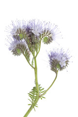 blue phacelia