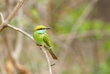 A beautiful green bee-eater in Jhirna Forest