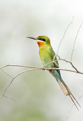 A beautiful Blue tailed bee eater in Jhirna Forest