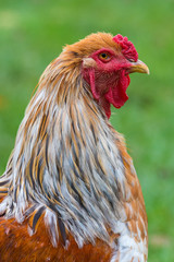 Brahma chicken
