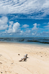 Driftwood on Anse Union Beach in the Seychelles