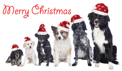 Hundegruppe mit Weihnachtsmützen