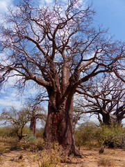Afrikanische Affenbrotbäume (Adansonia digitata) Baobab