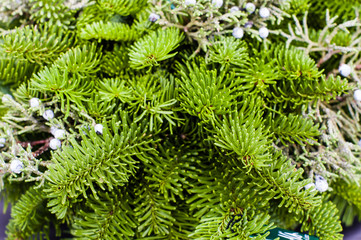 Evergreen boughs with juniper berries