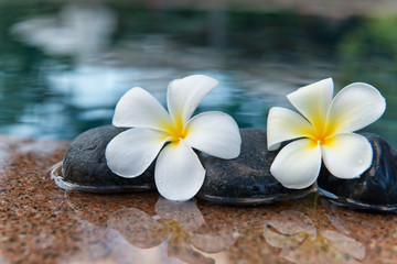 Fototapeta na wymiar Plumeria Flowers and Stones at Edge of Pool