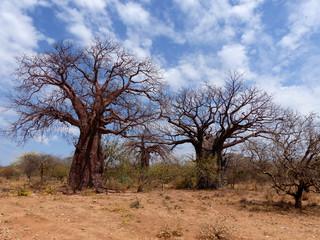 Afrikanische Affenbrotbäume (Adansonia digitata) Baobab
