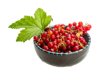 Red currant