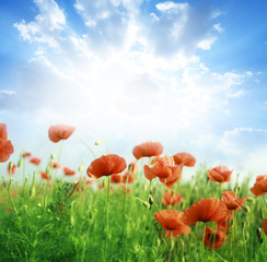 Fototapeta premium Poppy flowers