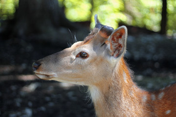 White-Tailed Deer Odocoileus virginianus Fawn Stands