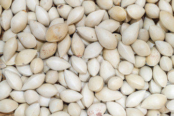 Ginkgo on the wooden floor.