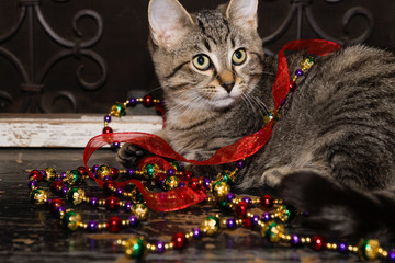 KItten and Holiday Decorations