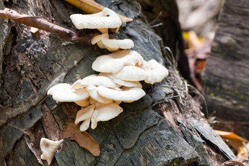 White Wood Mushroom on Old Died Tree