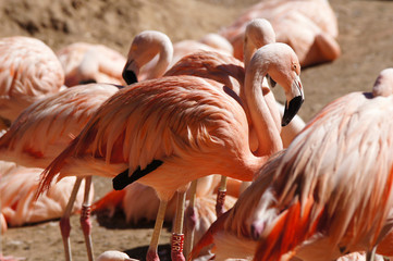 Groupe de Flamants rose